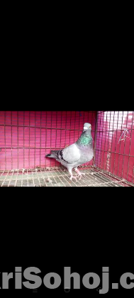 pigeon